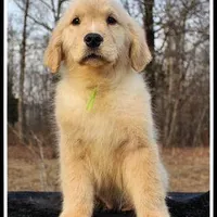 Amber Boy Green, a male Golden Retriever for sale in Mountain View, AR – Photo 1 of 10