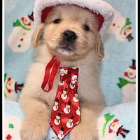 Amber Boy Green, a male Golden Retriever for sale in Mountain View, AR – Photo 7 of 10