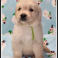 Amber Boy Green, a male Golden Retriever for sale in Mountain View, AR – Photo 9 of 10