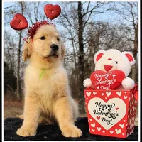 Amber Boy Green, a male Golden Retriever for sale in Mountain View, AR – Photo 3 of 10