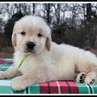 Amber Boy Green, a male Golden Retriever for sale in Mountain View, AR – Photo 5 of 10