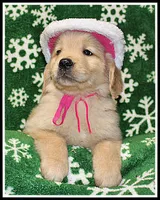 Amber Girl Pink, a female Golden Retriever for sale in Mountain View, AR – Photo 6 of 10