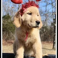 Amber Girl Pink, a female Golden Retriever for sale in Mountain View, AR – Photo 2 of 10