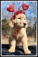 Amber Girl Pink, a female Golden Retriever for sale in Mountain View, AR – Photo 2 of 10