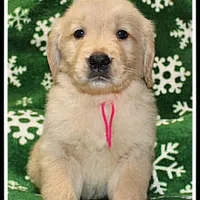 Amber Girl Pink, a female Golden Retriever for sale in Mountain View, AR – Photo 8 of 10