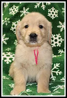Amber Girl Pink, a female Golden Retriever for sale in Mountain View, AR – Photo 8 of 10