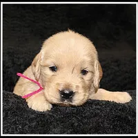 Amber Girl Pink, a female Golden Retriever for sale in Mountain View, AR – Photo 10 of 10
