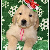 Amber Girl Pink, a female Golden Retriever for sale in Mountain View, AR – Photo 7 of 10