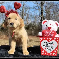 Amber Girl Pink, a female Golden Retriever for sale in Mountain View, AR – Photo 3 of 10