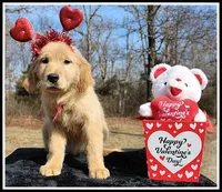 Amber Girl Pink, a female Golden Retriever for sale in Mountain View, AR – Photo 3 of 10