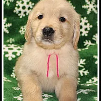 Amber Girl Pink, a female Golden Retriever for sale in Mountain View, AR – Photo 9 of 10