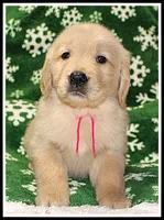Amber Girl Pink, a female Golden Retriever for sale in Mountain View, AR – Photo 9 of 10
