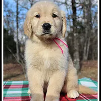 Amber Girl Pink, a female Golden Retriever for sale in Mountain View, AR – Photo 4 of 10