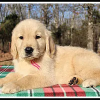 Amber Girl Pink, a female Golden Retriever for sale in Mountain View, AR – Photo 5 of 10