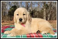 Amber Girl Pink, a female Golden Retriever for sale in Mountain View, AR – Photo 5 of 10