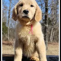 Amber Girl Pink, a female Golden Retriever for sale in Mountain View, AR – Photo 1 of 10