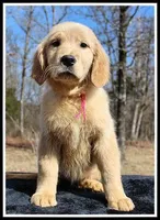 Amber Girl Pink, a female Golden Retriever for sale in Mountain View, AR – Photo 1 of 10
