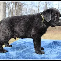 Angel's Black Male - Yellow, a male Labrador Retriever for sale in Mountain View, AR – Photo 10 of 10