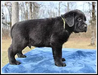 Angel's Black Male - Yellow, a male Labrador Retriever for sale in Mountain View, AR – Photo 10 of 10