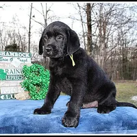 Angel's Black Male - Yellow, a male Labrador Retriever for sale in Mountain View, AR – Photo 1 of 10