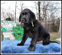 Angel's Black Male - Yellow, a male Labrador Retriever for sale in Mountain View, AR – Photo 1 of 10