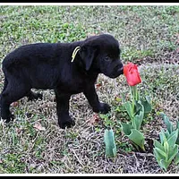 Angel's Black Male - Yellow, a male Labrador Retriever for sale in Mountain View, AR – Photo 5 of 10