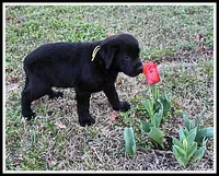 Angel's Black Male - Yellow, a male Labrador Retriever for sale in Mountain View, AR – Photo 5 of 10