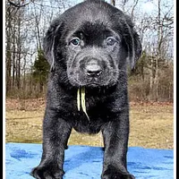 Angel's Black Male - Yellow, a male Labrador Retriever for sale in Mountain View, AR – Photo 8 of 10
