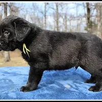 Angel's Black Male - Yellow, a male Labrador Retriever for sale in Mountain View, AR – Photo 9 of 10