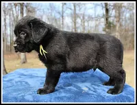 Angel's Black Male - Yellow, a male Labrador Retriever for sale in Mountain View, AR – Photo 9 of 10