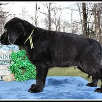 Angel's Black Male - Yellow, a male Labrador Retriever for sale in Mountain View, AR – Photo 4 of 10