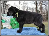 Angel's Black Male - Yellow, a male Labrador Retriever for sale in Mountain View, AR – Photo 4 of 10