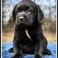 Angel's Black Male - Yellow, a male Labrador Retriever for sale in Mountain View, AR – Photo 7 of 10