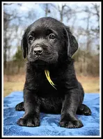 Angel's Black Male - Yellow, a male Labrador Retriever for sale in Mountain View, AR – Photo 7 of 10