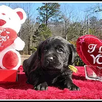 Angel's Black Male - Yellow, a male Labrador Retriever for sale in Mountain View, AR – Photo 6 of 10