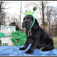 Angel's Black Male - Yellow, a male Labrador Retriever for sale in Mountain View, AR – Photo 3 of 10