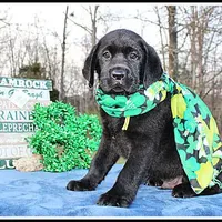 Angel's Black Male - Yellow, a male Labrador Retriever for sale in Mountain View, AR – Photo 2 of 10