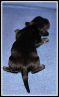 Delilah's Blk/Cream Male, a male Miniature Dachshund for sale in Mountain View, AR – Photo 4 of 6