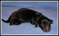 Delilah's Blk/Cream Male, a male Miniature Dachshund for sale in Mountain View, AR – Photo 3 of 6