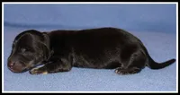 Delilah's Blk/Cream Male, a male Miniature Dachshund for sale in Mountain View, AR – Photo 2 of 6