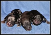 Delilah's Blk/Cream Male, a male Miniature Dachshund for sale in Mountain View, AR – Photo 5 of 6