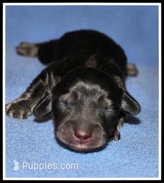 Delilah's Blk/Cream Male – Miniature Dachshund puppy for sale in Mountain View, AR