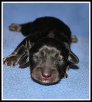 Delilah's Blk/Cream Male, a male Miniature Dachshund for sale in Mountain View, AR – Photo 1 of 6