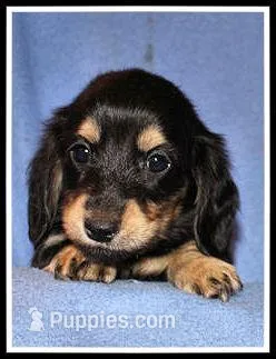 Carlie's Blk/Cream – Miniature Dachshund puppy for sale in Mountain View, AR