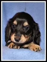 Carlie's Blk/Cream, a female Miniature Dachshund for sale in Mountain View, AR – 1 of 6