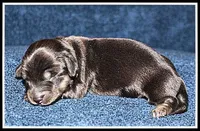 Carlie's Blk/Cream, a female Miniature Dachshund for sale in Mountain View, AR – Photo 2 of 8