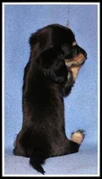 Carlie's Blk/Cream, a female Miniature Dachshund for sale in Mountain View, AR – 5 of 6