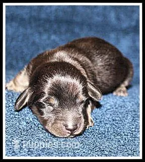 Carlie's Blk/Cream – Miniature Dachshund puppy for sale in Mountain View, AR
