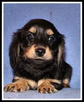 Carlie's Blk/Cream, a female Miniature Dachshund for sale in Mountain View, AR – 2 of 6