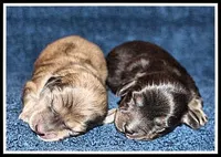 Carlie's Blk/Cream, a female Miniature Dachshund for sale in Mountain View, AR – Photo 6 of 8